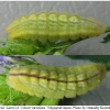 glauc alexis larva4 volg3